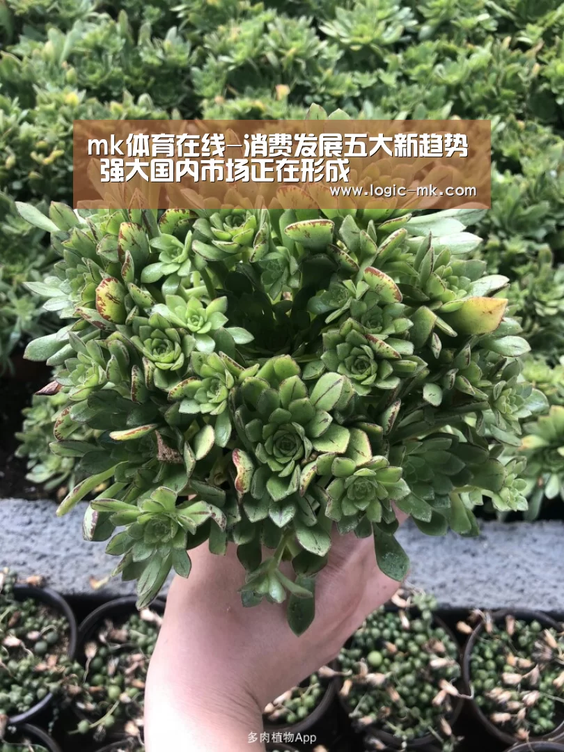 mk体育在线-消费发展五大新趋势 强大国内市场正在形成(图3) mk体育下载